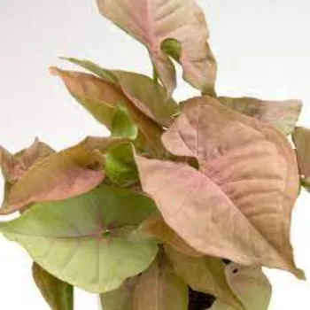 Syngonium 